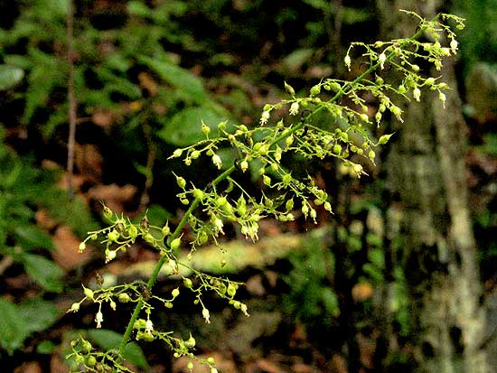 the seed head
