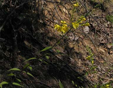 flowers and leaves