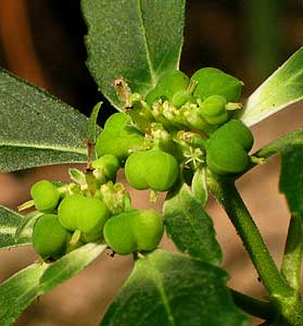 typical Euphorbia flowers