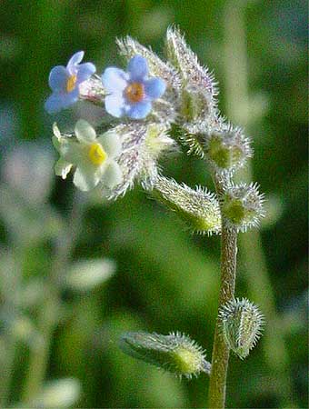 a small hairy plant