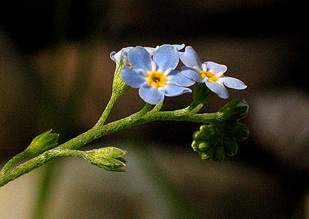 flower closeup