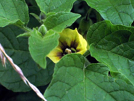 flower and fuzzy leaves