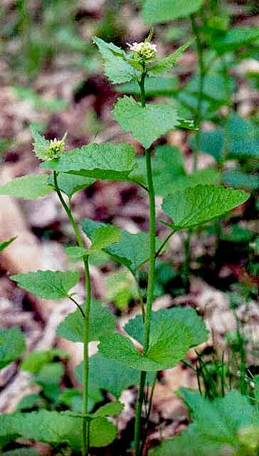 the entire plant