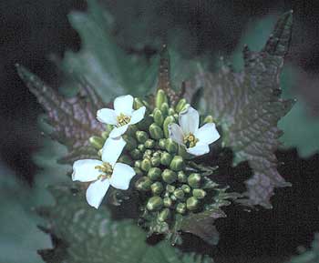 four petals typical of mustards