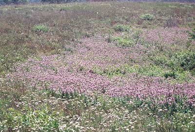 a field of germander