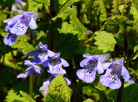 small creeping plant 
