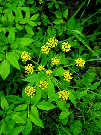 flower shape