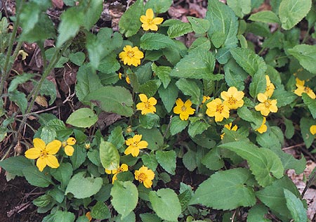 short creeping plants