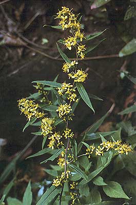 a view of the entire plant
