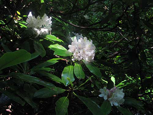 flowers and leaves