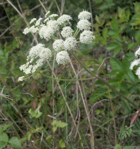 the flower umbel