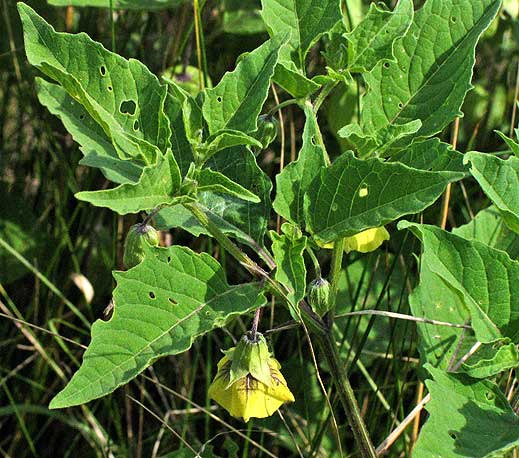 dangling flower and sharp leaves