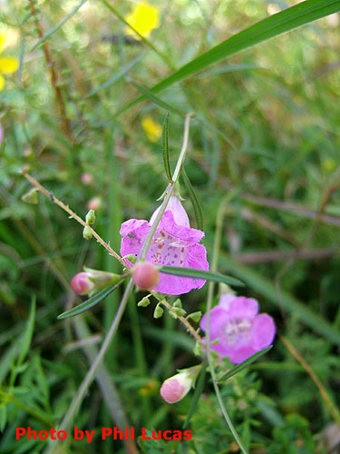 the flowers