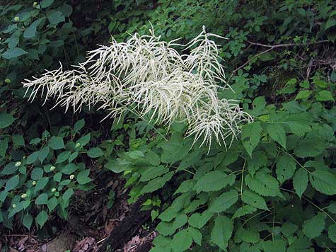 entire plants showing waving wands of flowers