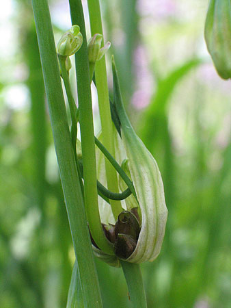 the seeds curled among the leaves