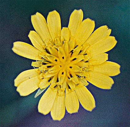 closeup of the flower