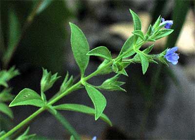 the entire plant with small blue flowers