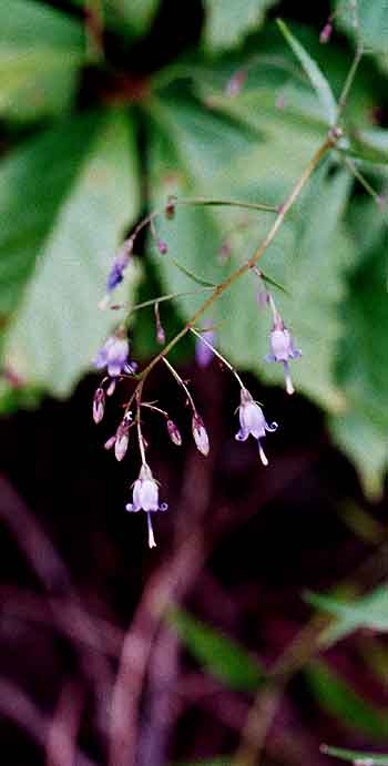 distinctive flowers shape