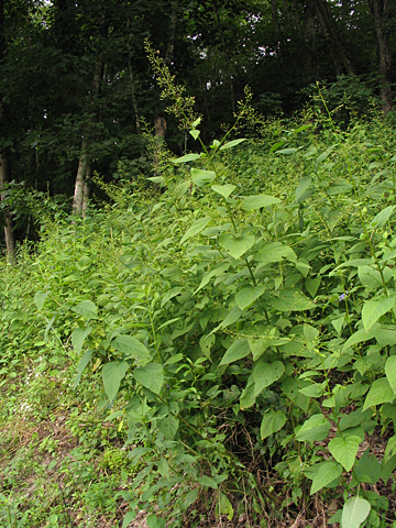 a tall large-leaved plant
