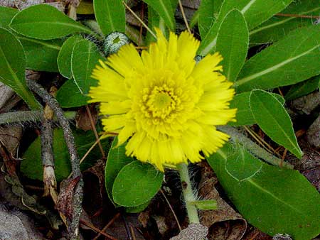 the entire small plant