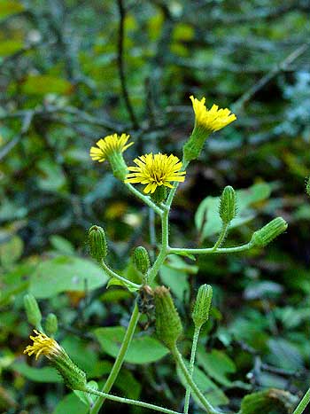 the flower panicle