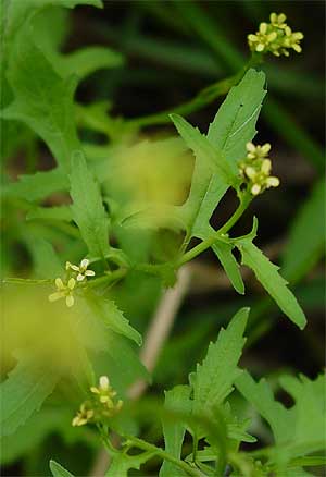 note the distinctive leaf shape