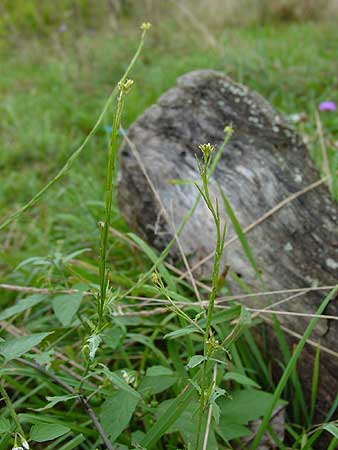 long slender flower spikes