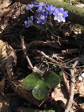 leaves and flowers