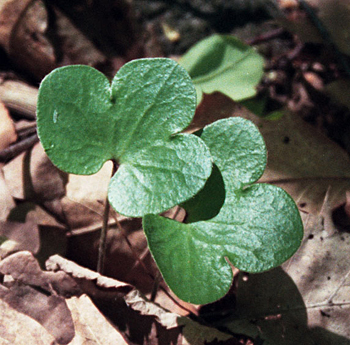 the leaves