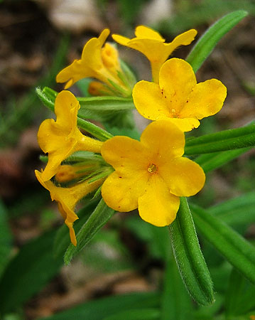 the flowers