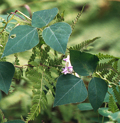 vine plant 