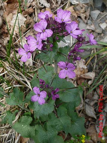 flowers and leaves