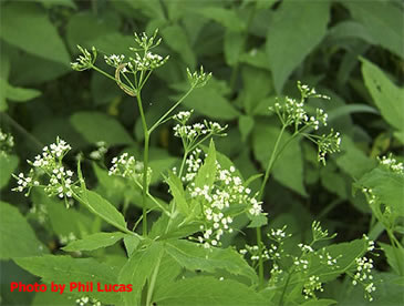 another look at flower shape