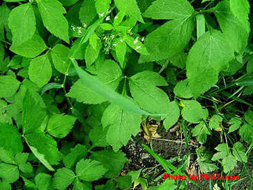 close look at the leaves