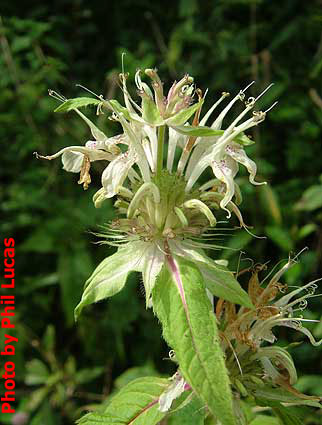 close up of the plant