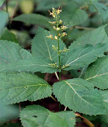 large leaves and flower spike