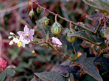 flowers, leaves and fruit