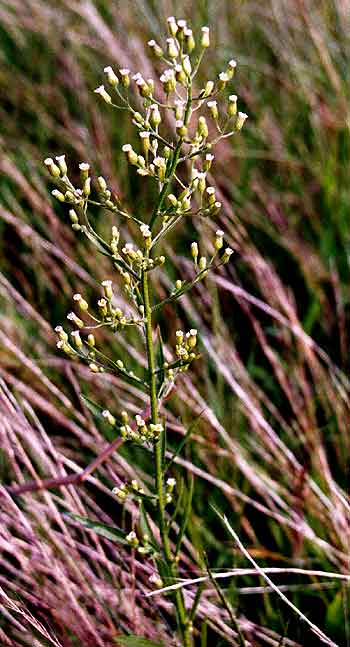 small flowers that never seem to open