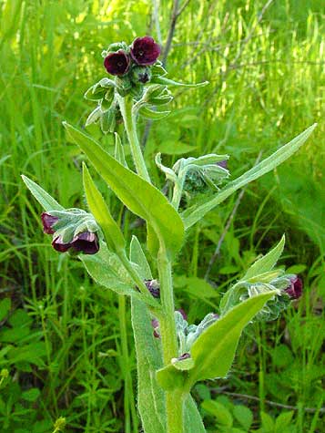 typical flower color and leaf shape