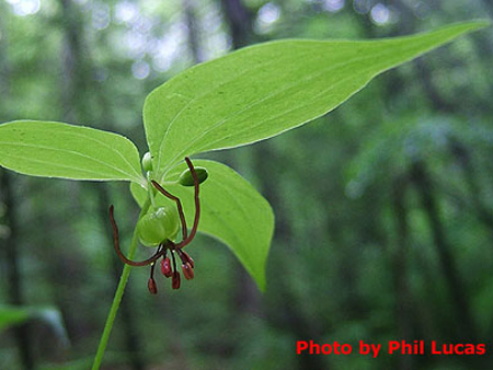 the nodding flower below the top leaves