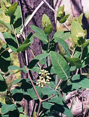 the entire plant