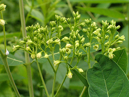 the flower head
