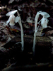 the ghost in the forest