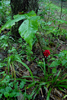 leaves and berries
