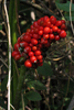 the berries