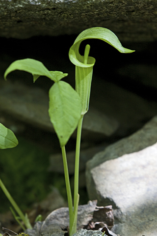 good view of Jack and the pulpit