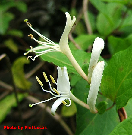 tube like flowers