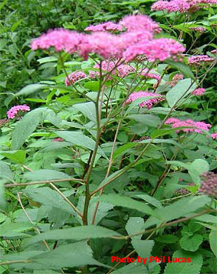 frothy flowered shrub