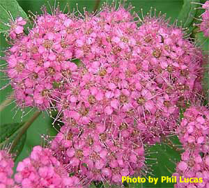 flower up close