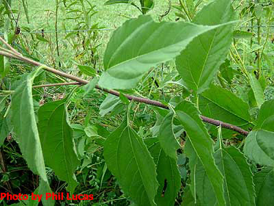 serrated leaves